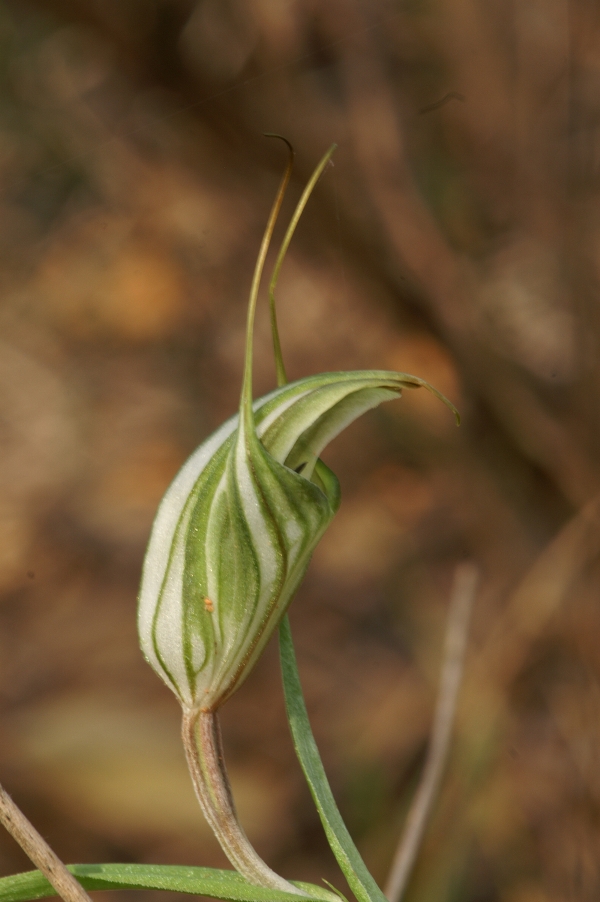 Pterostylis alata